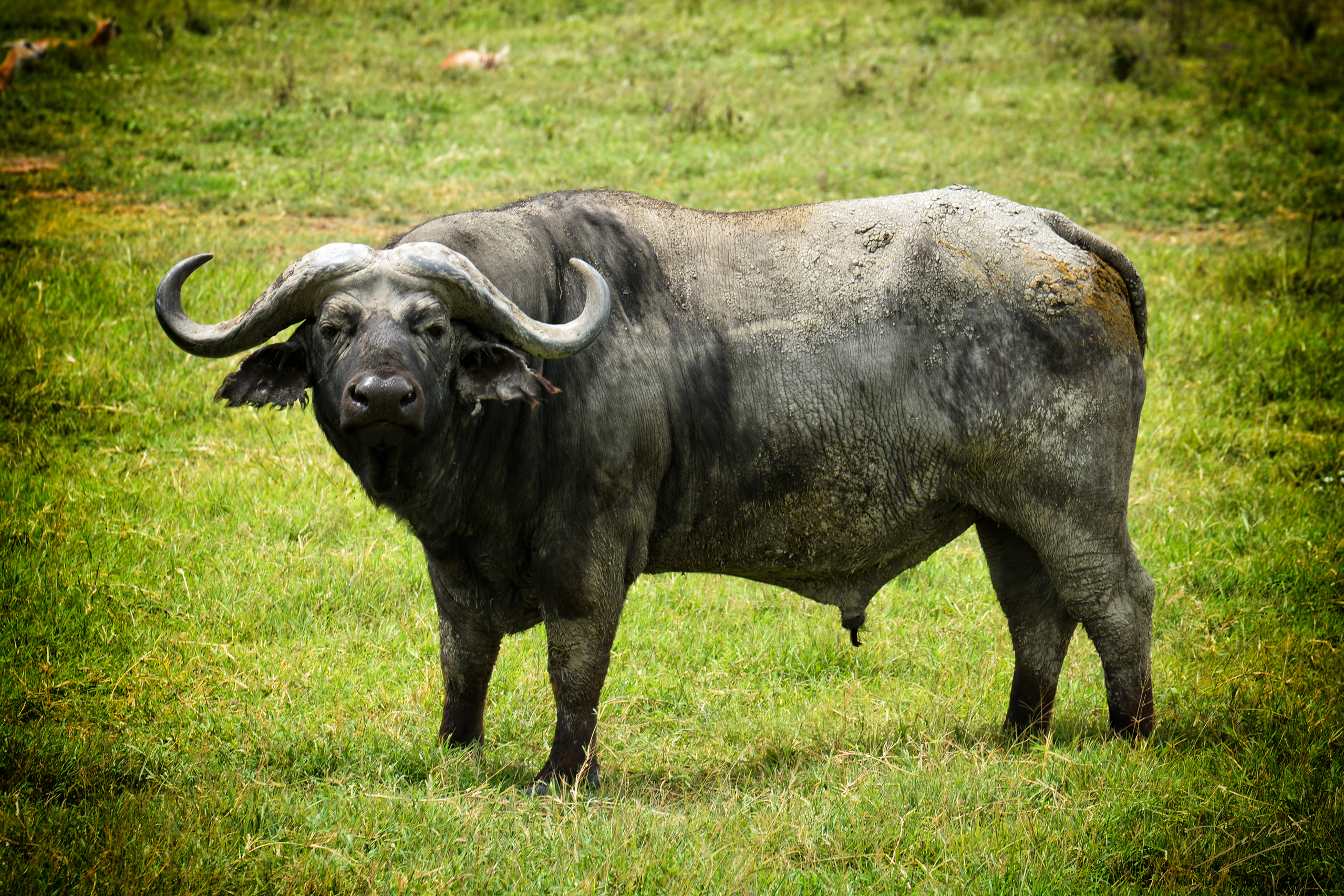 Buffle d'Afrique