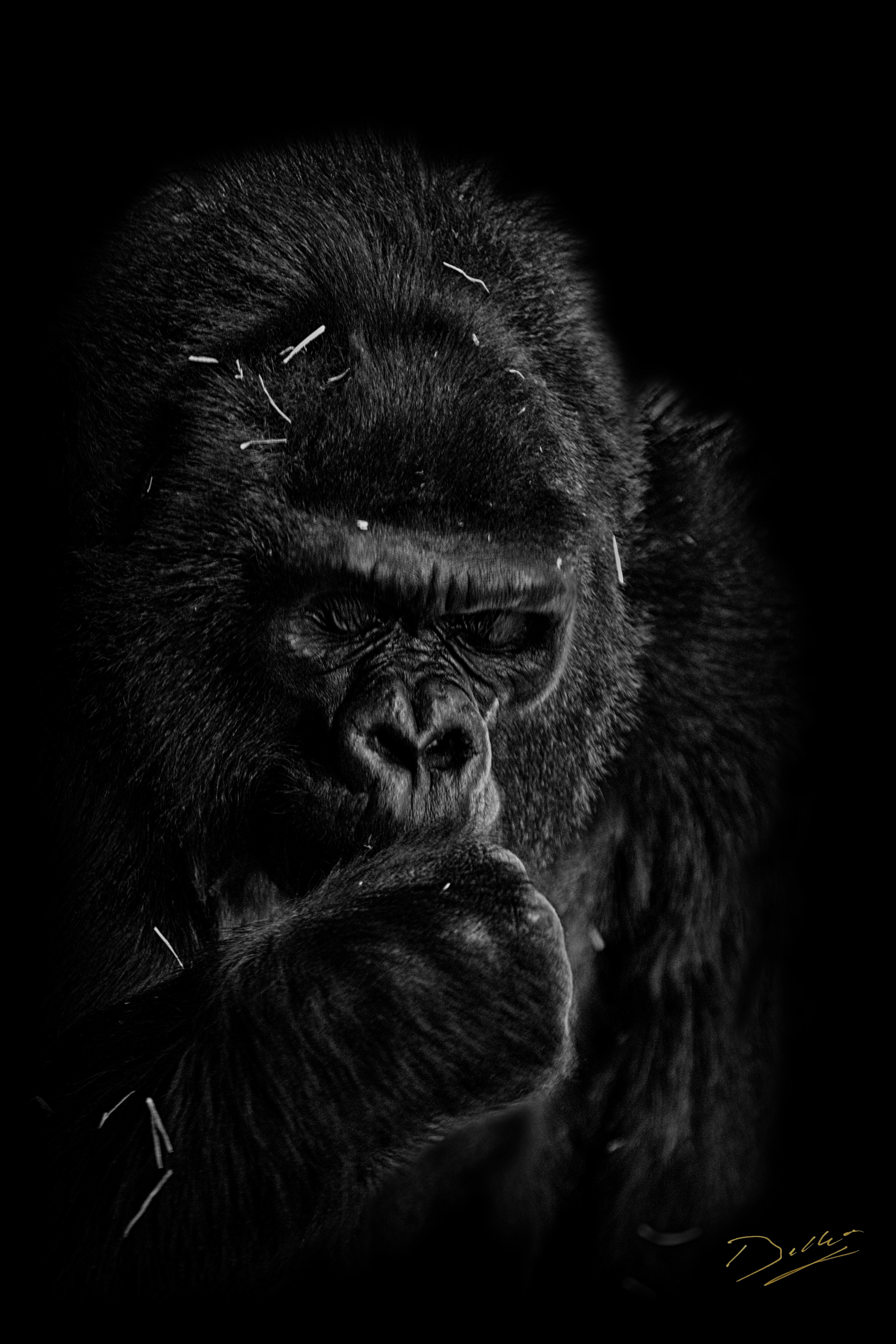 Gorille dos argenté
