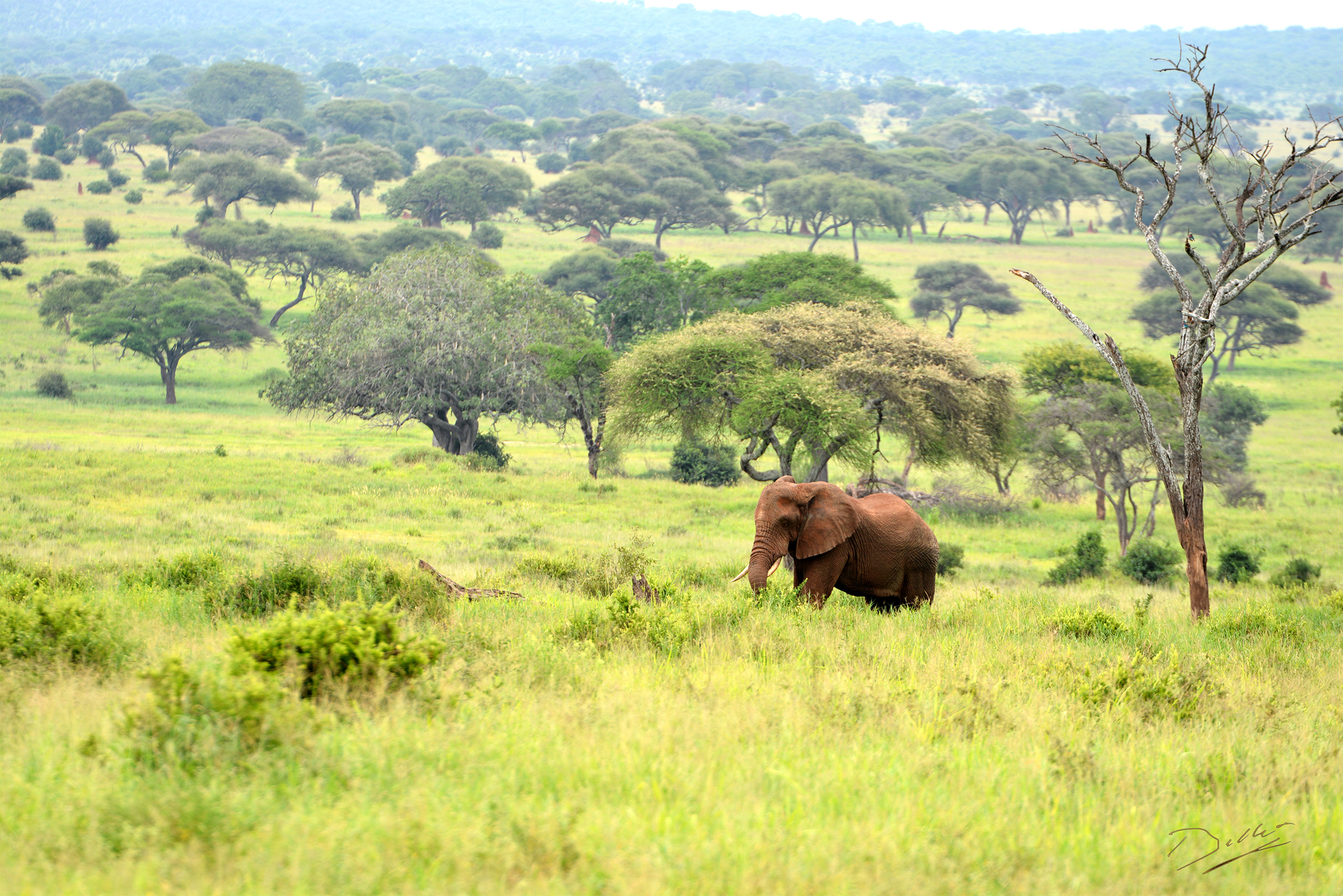 Lumpy l'éléphant